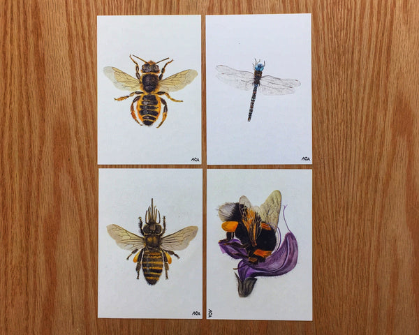 Postales Insectos